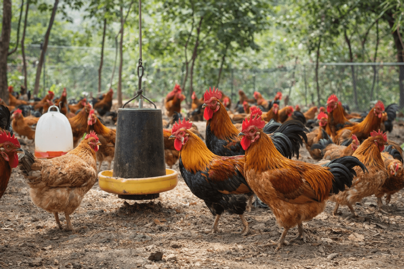 土雞與放山雞有什麼不同？挑選前先看懂關鍵差異