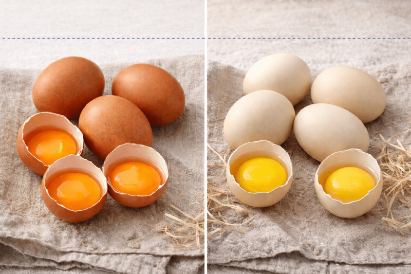 紅殼蛋＝土雞蛋？常見誤解與正確判斷方式