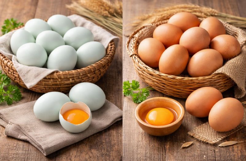 烏骨雞蛋與土雞蛋差在哪？外觀、營養與適合族群全介紹