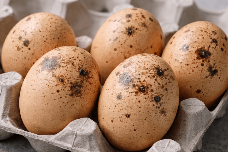 土雞蛋真的比較補嗎？蛋殼黑斑是否代表壞掉一次解析