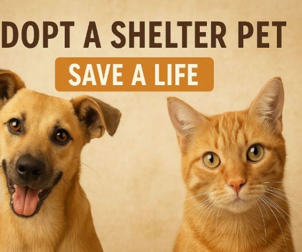 貓狗認養網站怎麼做？打造高曝光的線上宣傳策略