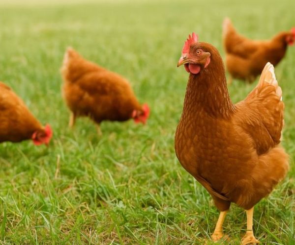 放牧飼養有差！土雞肉質更佳、脂肪更少的關鍵原因