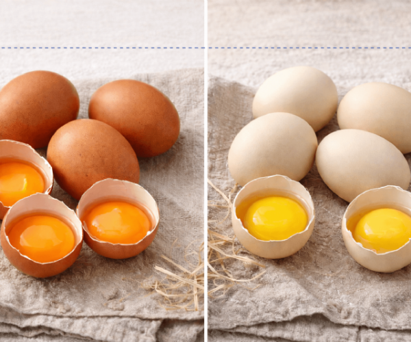 紅殼蛋＝土雞蛋？常見誤解與正確判斷方式