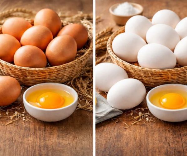 土雞蛋 vs 白殼蛋哪個比較營養？蛋白質、膽固醇與營養差別一次懂