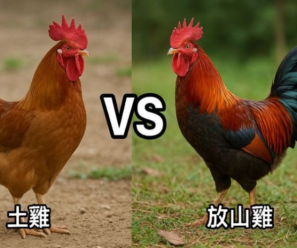土雞、放山雞傻傻分不清？常見品種特色與挑選重點全解析