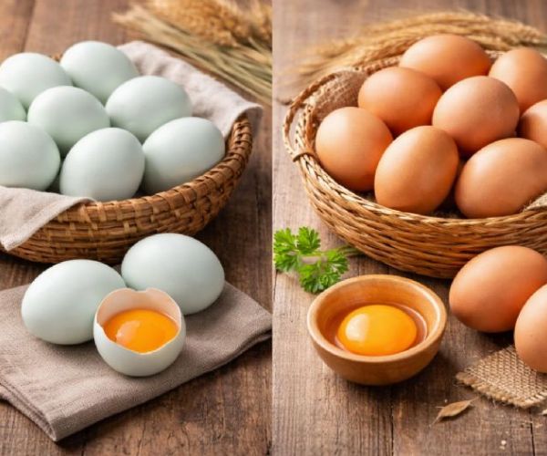 烏骨雞蛋與土雞蛋差在哪？外觀、營養與適合族群全介紹