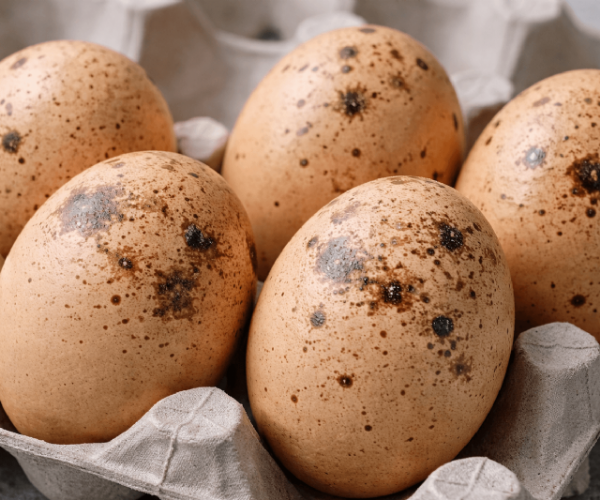 土雞蛋真的比較補嗎？蛋殼黑斑是否代表壞掉一次解析